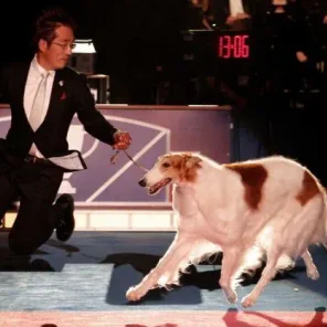 GETTING STARTED SHOWING YOUR DOG, AKC