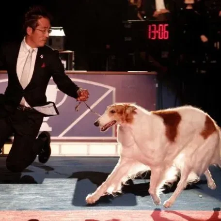 AKC Dog Show