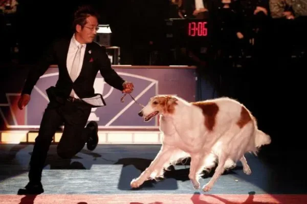 AKC Dog Show