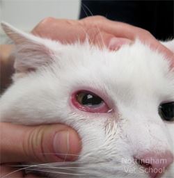 Conjunctivitis (Pinkeye) in Cats - Types, Symptoms, Causes and Treatments