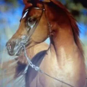 ARABIAN PRK FARAZ