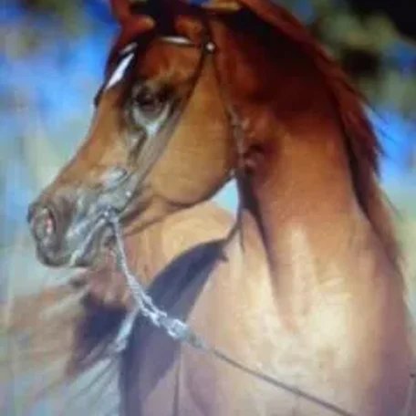 ARABIAN PRK FARAZ