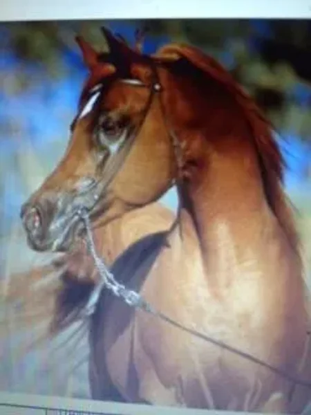 ARABIAN PRK FARAZ