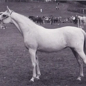 Hagunia
