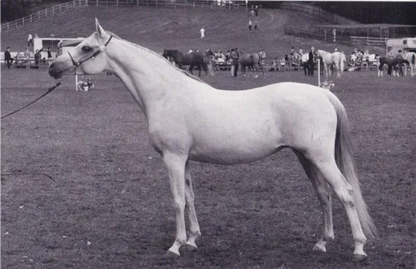 Hagunia
