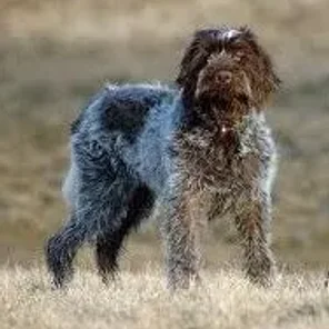Wirehaired Pointing Griffon