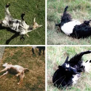 Fainting Goats