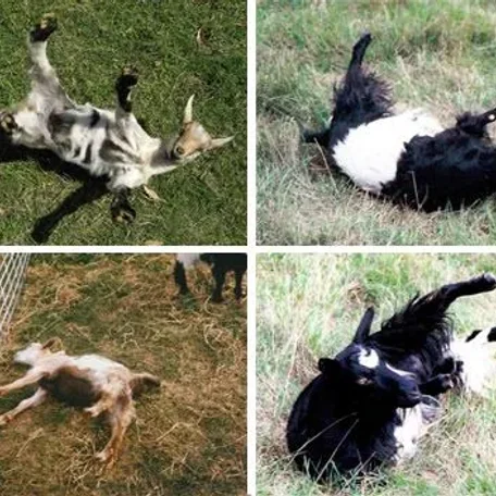 A myotonic goat, otherwise known as the fainting goat, is a domestic goat whose muscles freeze for roughly 10 seconds when the goat feels panic.