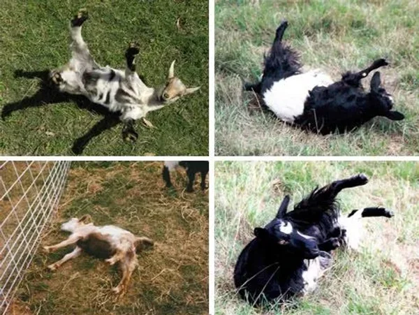 A myotonic goat, otherwise known as the fainting goat, is a domestic goat whose muscles freeze for roughly 10 seconds when the goat feels panic.