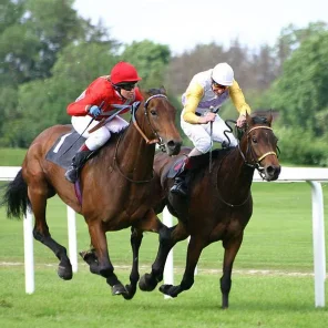 Thoroughbred