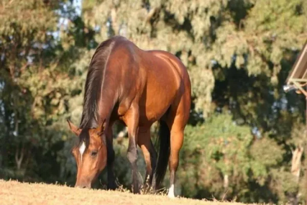 Ambrozjas Star