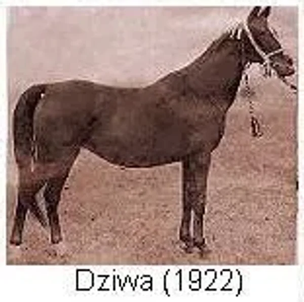 Dziwa