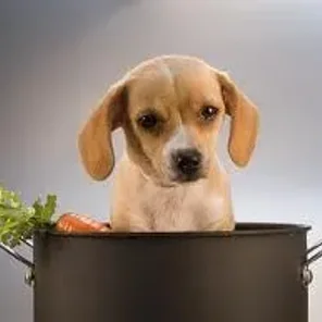 Cheagle (Designer Dog)