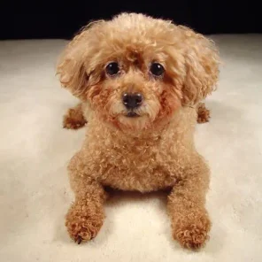 Poodle - # 7 Favorite Breed