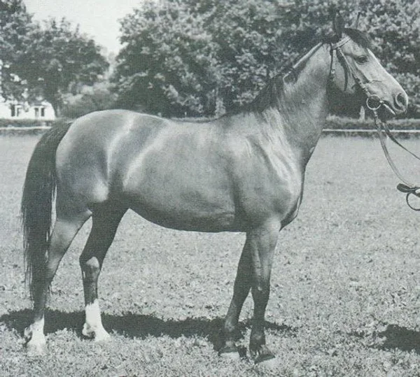 ROKITKA (Arax x Rokiczana by Witraz) ~ Dam of Four Winds Flag