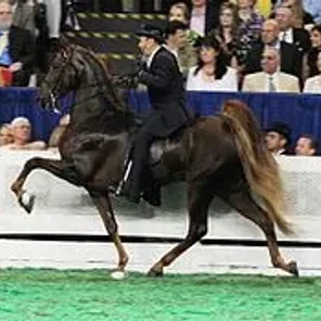 American Saddlebred