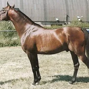 Nimbusz