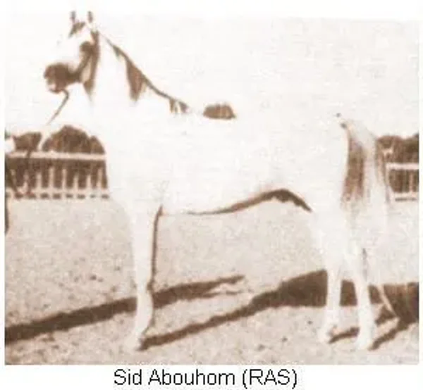 SID ABOUHOM