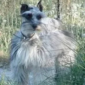 Miniature Schnauzzie (Designer Dog)