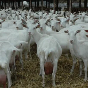 Saanen Goat
