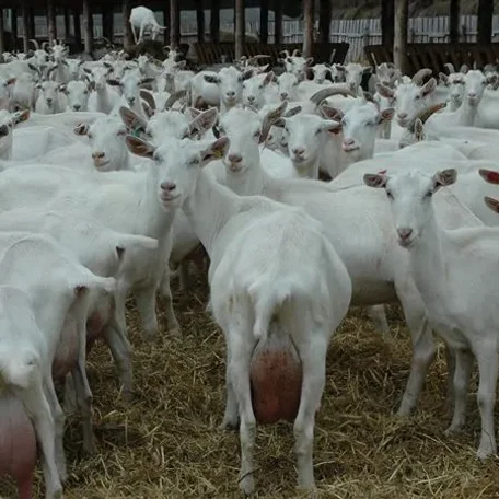 Saanen goats