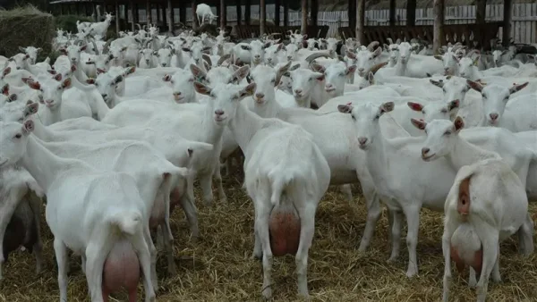 Saanen goats