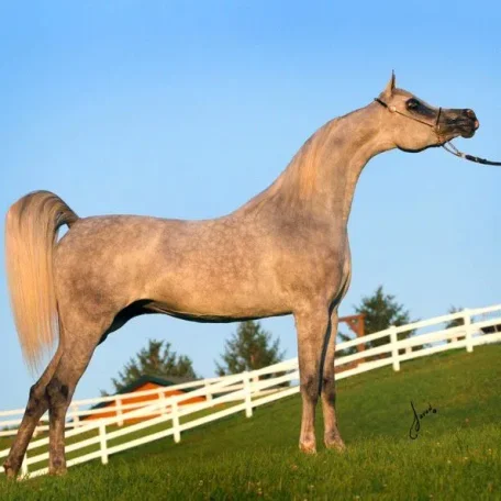 Luxemere Jizette Champion Arabian Mare