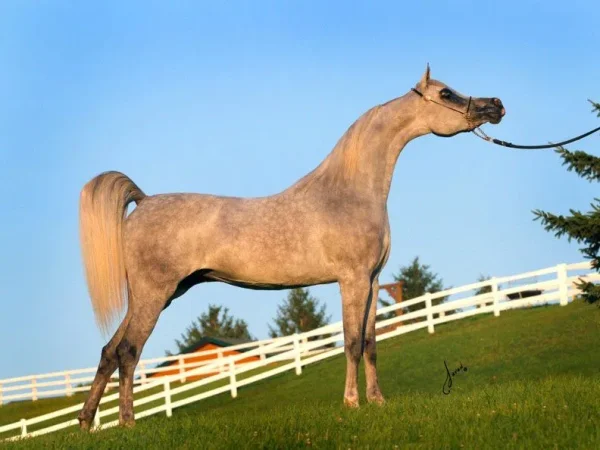 Luxemere Jizette Champion Arabian Mare