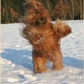 Is the Briard right for you?