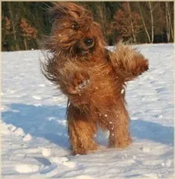 Briard...more than just a big dog!