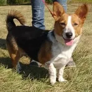 Beagi (Designer Dog)
