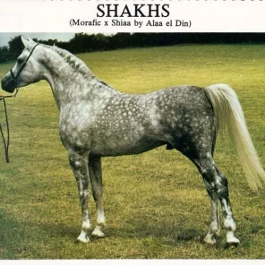 Shakhs
