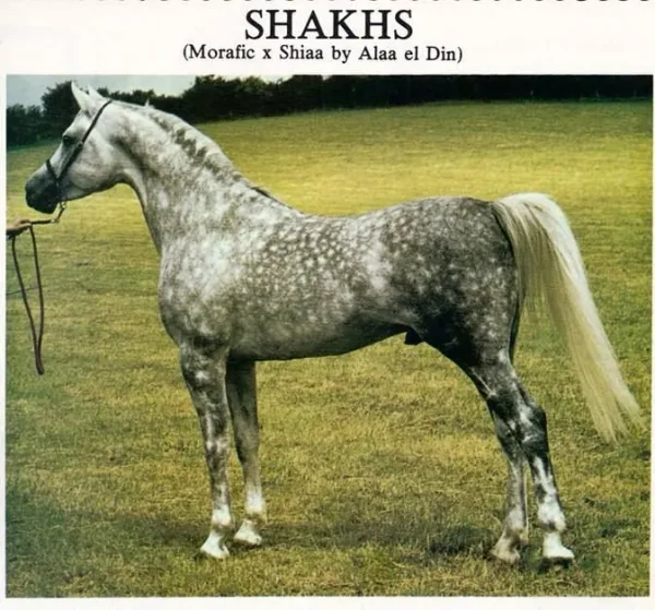 Shakhs