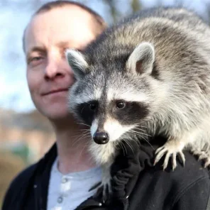 How to Care for a Pet Raccoon