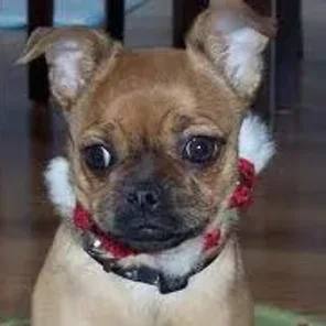 Toy Poxer (Designer Dog)