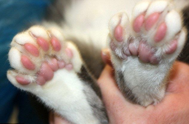 Top Ten Paw Care Tips for Your Cat