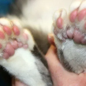 Top Ten Paw Care Tips for Your Cat