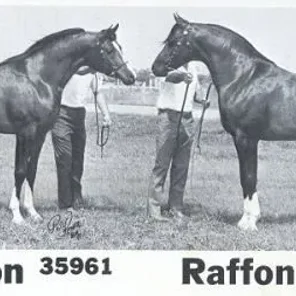 EL-RAFFON