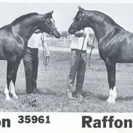 EL-RAFFON++ & sire RAFFON++