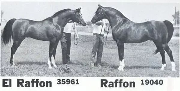 EL-RAFFON++ & sire RAFFON++