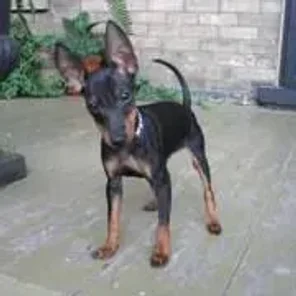 Toy Manchester Terrier
