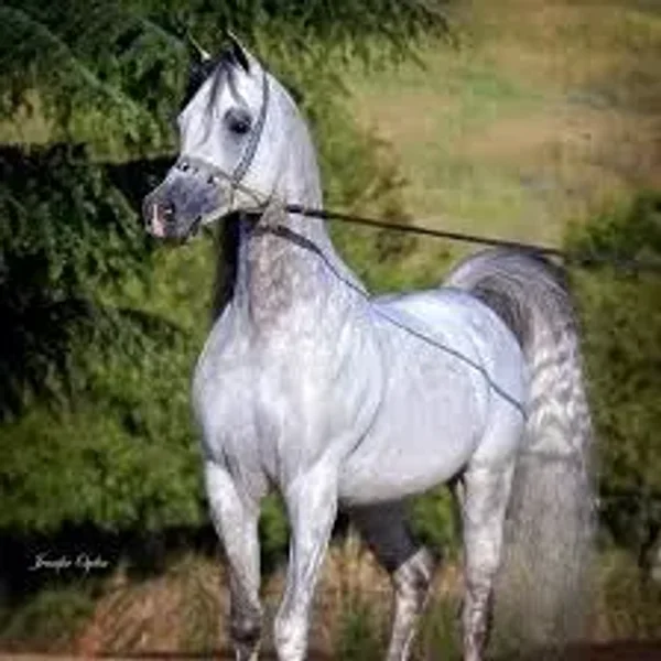 Fantasy foal