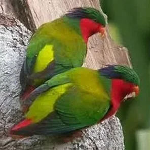 Kuhl's Lorikeet