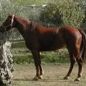 Siciliano Indigeno