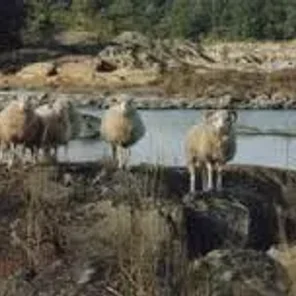 Roslag