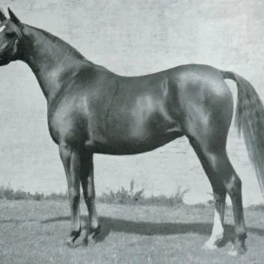 INDIAN DIAMOND