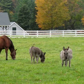 Horse Care - Pasture/Turnout/Fencing