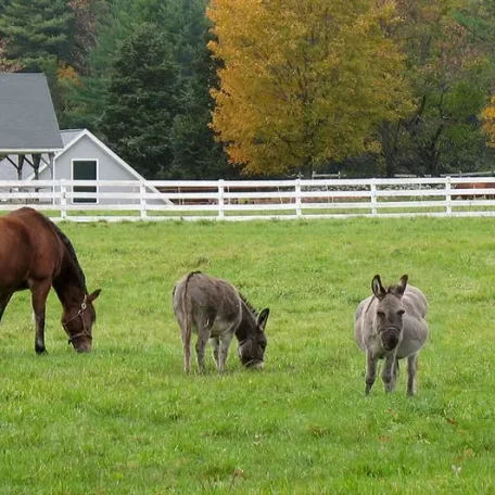 There are many aspects to horse care. Horses, ponies, mules, donkeys and other domesticated equids require attention from humans for optimal health and long life.