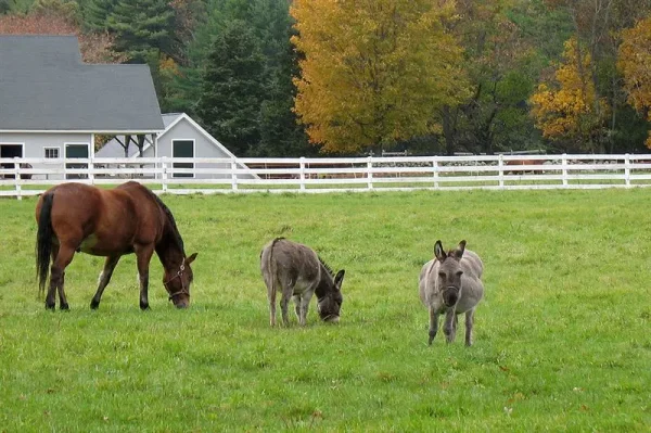 There are many aspects to horse care. Horses, ponies, mules, donkeys and other domesticated equids require attention from humans for optimal health and long life.