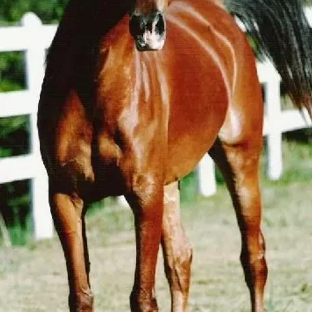HARLEKYNE